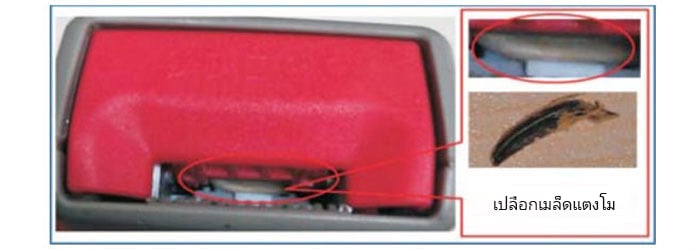 a shell of melon seed